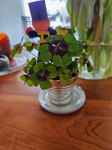 Foto-12.01.26-22-01-33-1-1